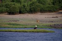 Bootsfahrt auf dem Chobe
