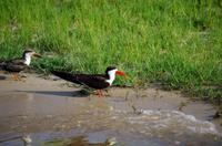 Bootsfahrt auf dem Chobe - Braunmantel-Scherenschnabel