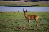 Bootsfahrt auf dem Chobe - rote Sumpf-Antilope