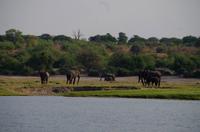 Bootsfahrt auf dem Chobe