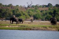 Bootsfahrt auf dem Chobe - Elefanten zum Abschluß