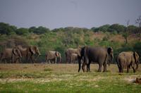 Bootsfahrt auf dem Chobe - Elefanten