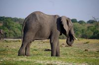 Bootsfahrt auf dem Chobe - Elefant