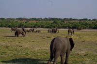 Bootsfahrt auf dem Chobe - Elefanten