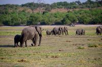Bootsfahrt auf dem Chobe - Elefanten