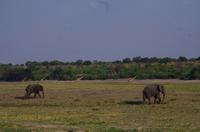 Bootsfahrt auf dem Chobe - Elefanten und Giraffen