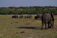 Bootsfahrt auf dem Chobe - Elefantenherde