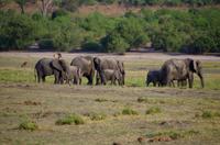 Bootsfahrt auf dem Chobe - Elefantenherde