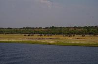 Bootsfahrt auf dem Chobe - Elefantenherde