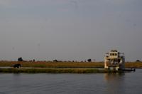 Bootsfahrt auf dem Chobe - einsamer Elefantenteenager