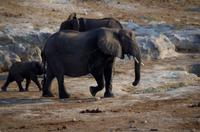 Bootsfahrt auf dem Chobe - Elefantenmama mit Babyfant