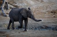 Bootsfahrt auf dem Chobe - Elefant mit Schlammnase