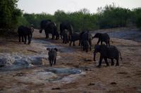 Bootsfahrt auf dem Chobe - Elefanten