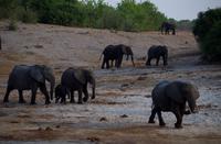 Bootsfahrt auf dem Chobe - Elefanten, Elefanten, Elefanten