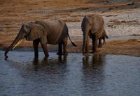 Bootsfahrt auf dem Chobe - Elefanten am Fluß