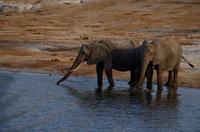 Bootsfahrt auf dem Chobe - Elefanten am Fluß