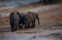 Bootsfahrt auf dem Chobe - Elefanten