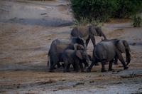 Bootsfahrt auf dem Chobe - noch mehr Elefanten