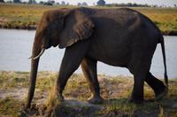 Bootsfahrt auf dem Chobe - Elefant auf der Insel
