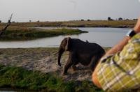 Bootsfahrt auf dem Chobe - Elefant auf der Insel
