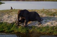 Bootsfahrt auf dem Chobe - Elefant auf der Insel