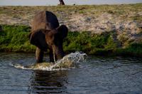Bootsfahrt auf dem Chobe - Elefant im Wasser