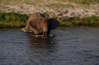 Bootsfahrt auf dem Chobe - Elefant im Wasser