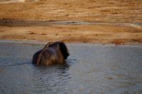 Bootsfahrt auf dem Chobe - Elefant schwimmt im Chobe