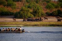Bootsfahrt auf dem Chobe - die nächste Elefantenherde