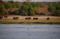 Bootsfahrt auf dem Chobe