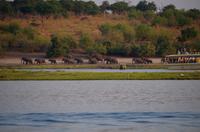Bootsfahrt auf dem Chobe - ein Kommen und Gehen am Fluß