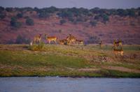 Bootsfahrt auf dem Chobe - weibliche Letschwe Antilopen