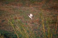 Bootsfahrt auf dem Chobe - fliegender Graufischer