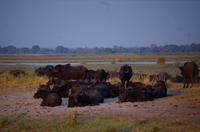 Bootsfahrt auf dem Chobe - Büffelherde