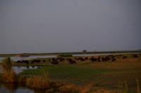 Bootsfahrt auf dem Chobe - Büffelherde