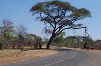 Simbabwe - auf dem Weg zum Livingstone Baobab