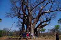 Simbabwe - Vic Falls - Livingstone Baobab