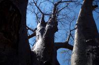 Simbabwe - Livingstones Baobab