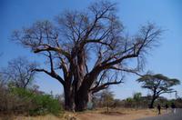 Simbabwe - Livingstones Baobab