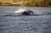 Bootsfahrt auf dem Sambesi - Hippo-Pool