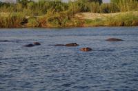 Bootsfahrt auf dem Sambesi - Hippo-Pool