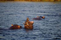 Bootsfahrt auf dem Sambesi - Hippo-Pool