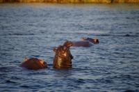 Bootsfahrt auf dem Sambesi - Hippo-Pool