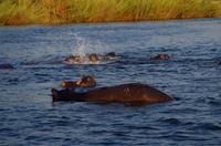 Bootsfahrt auf dem Sambesi - Hippo-Pool
