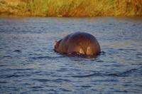 Bootsfahrt auf dem Sambesi - Hippo-Pool