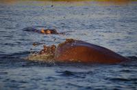 Bootsfahrt auf dem Sambesi - Hippo-Pool