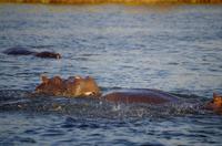 Bootsfahrt auf dem Sambesi - Hippo-Pool