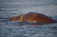Bootsfahrt auf dem Sambesi - Hippo-Pool