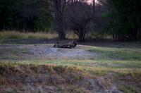 Bootsfahrt auf dem Sambesi - Löwe reißt Gnu