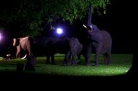 A Zambezi River Lodge - Dinner mit Elefanten